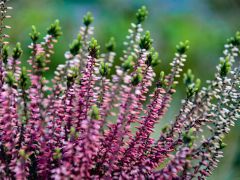 Grabaufhebungen 2025