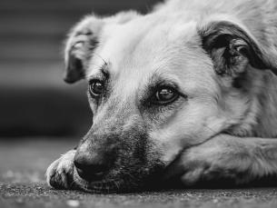 Amicus – Umstellung auf digitale ePetCard