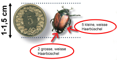 Japankäfer